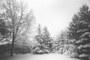Tranquil black and white winter scene with snow-covered trees.
