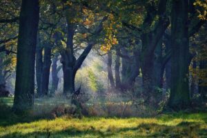 park, nature, oak, tree, landscape, beam, sun, autum